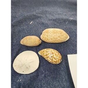 4 Seashells Conch Cowrie, Sand Dollar And Shell Crafts Beach Decor Aquarium